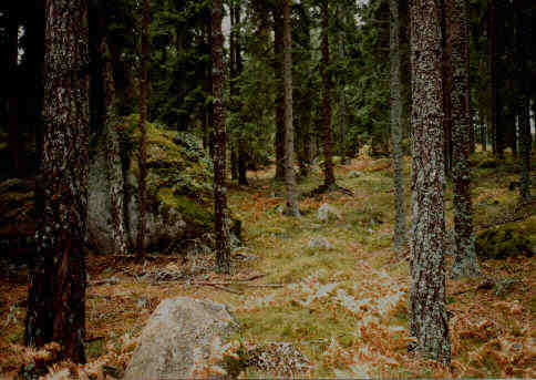 wald k
